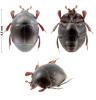 Saprinus sp.